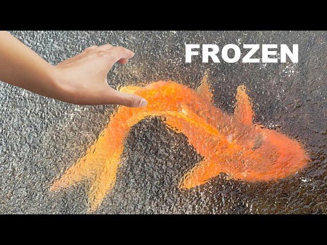 SAVING Rare Koi From Freezing Ice Water