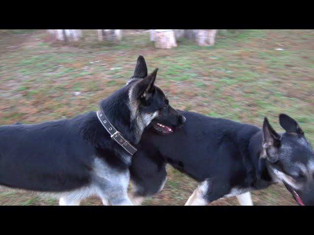 PUPPIES COMING SOON. East European Shepherd Dogs. Dagir and Sherri. Odessa.