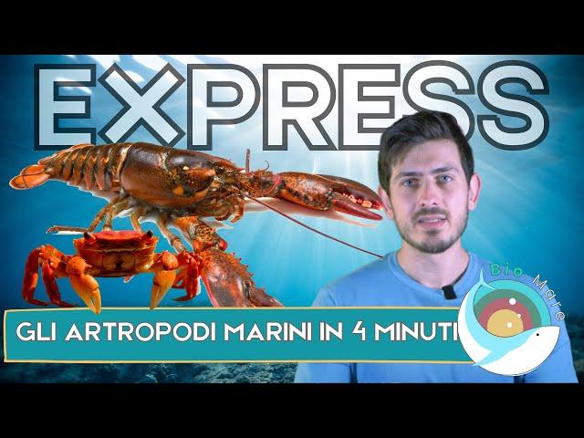 CROSTACEI E ALTRI ARTROPODI MARINI IN 4 MINUTI - BIOMARE EXPRESS - SUB H2O