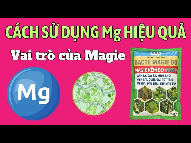 Vai trò của Mg đối với cây trồng | Cách sử dụng Mg hiệu quả | Thời điểm sử dụng Mg | MgZnBo MKA