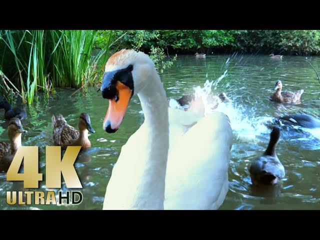 Ducks Feeding - Swans - Ducklings - Feeding the Ducks - Ducks on a Lake - Nature Relaxation Video