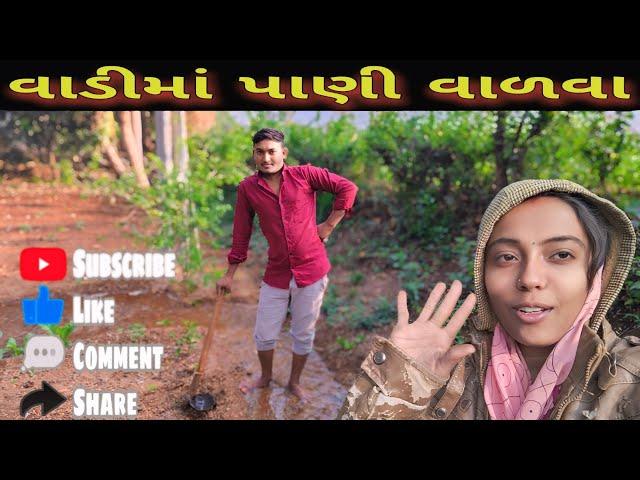 સવાર માં વાડીમાં પાણી વાળવા|| watering in the my farm || #myvlog 12.