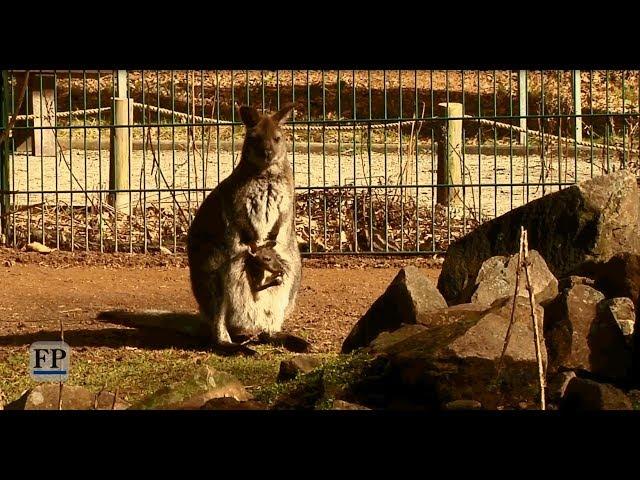 Känguru-Nachwuchs im Tierpark Chemnitz