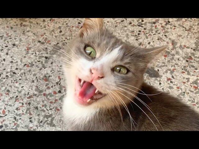 Gray stray cat meows incredibly cute