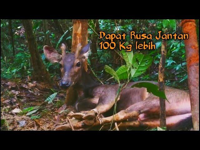 Berburu Dapat Rusa Jantan Besar Dan Jinak