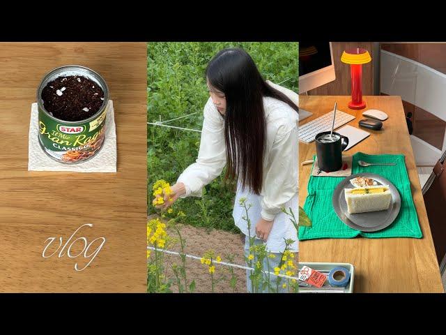 Vlog.Spring smell. :*.University Party  Mealkit Recommendation .Blue Cheese Sandwich  Ragu pasta