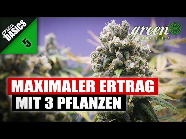 Wie ich meine ERNTE - mit 3 PFLANZEN deutlich STEIGERN kann | GreenBasic 5 | Q&A | GreenConnection