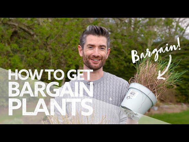 How To Get Cheap & Bargain Plants! | Plant Shopping Tips | What To Look For!