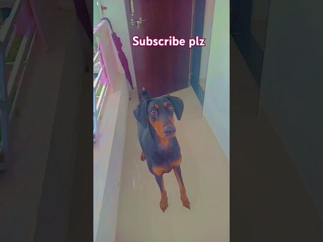 doberman