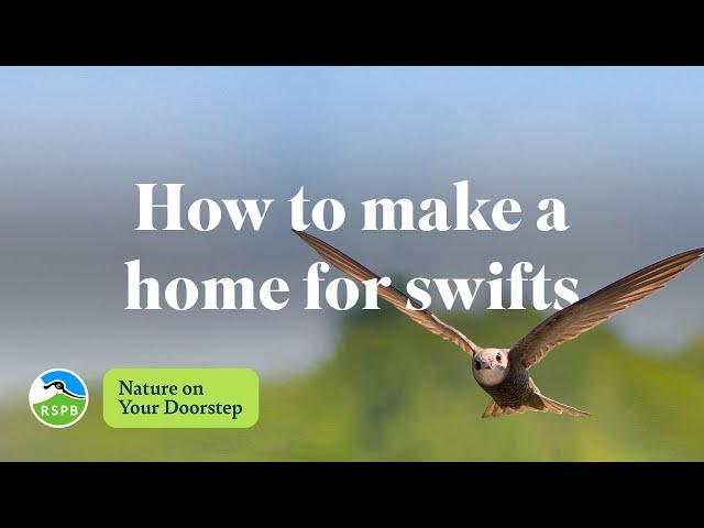 How to make a home for swifts | RSPB Nature on Your Doorstep