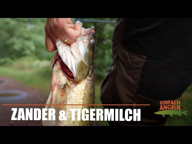 Gummizander & Tigermilch | Faulenzen auf Zander | S1E08 | Einfach Angeln