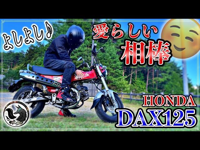 【増車候補】HONDA DAX125に試乗したらめっちゃ乗りやすくて可愛いバイクだった【原付二種】