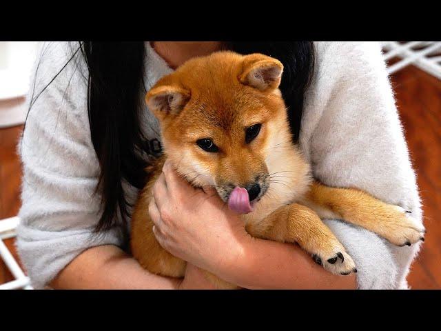 Is Shiba Inu easy to raise? Teach you the experience of Shiba Inu not getting sick