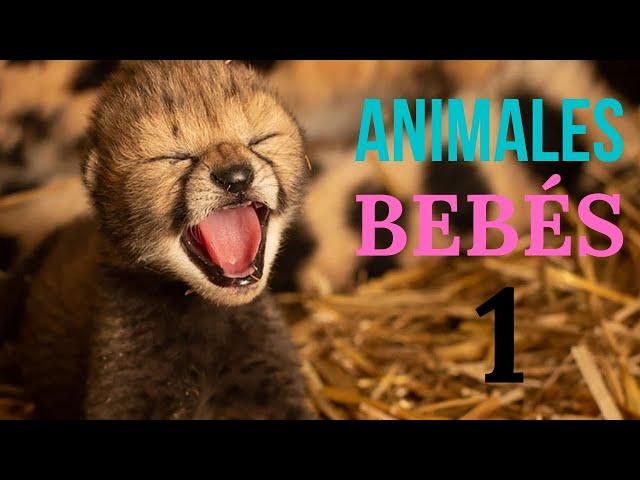 ANIMALES BEBÉS Documental 1, documental de animales bebes de Africa, Animales bebes LINDOS Y TIERNOS