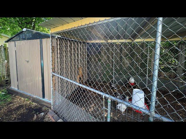 DIY Cheap Chicken Coop (AMAZON SHED)