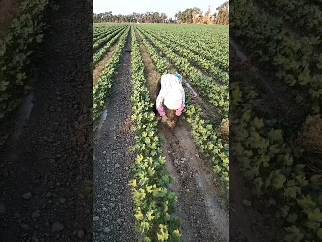 Cumin Harvest #satisfying #shot