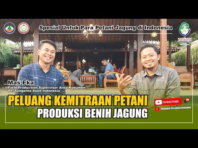 PELUANG Kemitraan PETANI, Produksi BENIH JAGUNG // PT. Syngenta Seed Indonesia