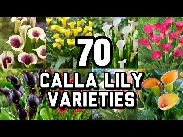 70 CALLA LILY VARIETIES With Names / Calla Lily flower | CLASSIFICATIONS WITH NAMES