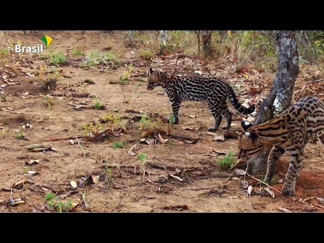 Estação Ecológica da Serra das Araras | Parques do Brasil