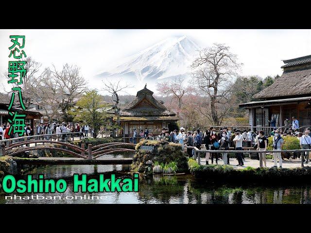 Oshino Hakkai - Top things to do around Fuji  忍野八海 - japan Walk video |#4k#忍野八海 #富士山 | Explore Japan