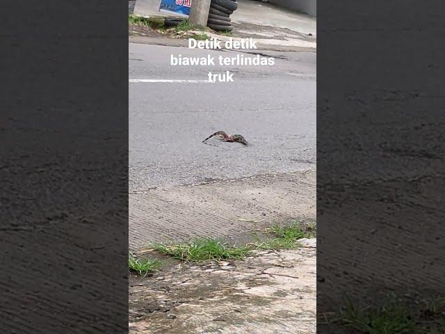 detik detik biawak terlindas truk di jalan