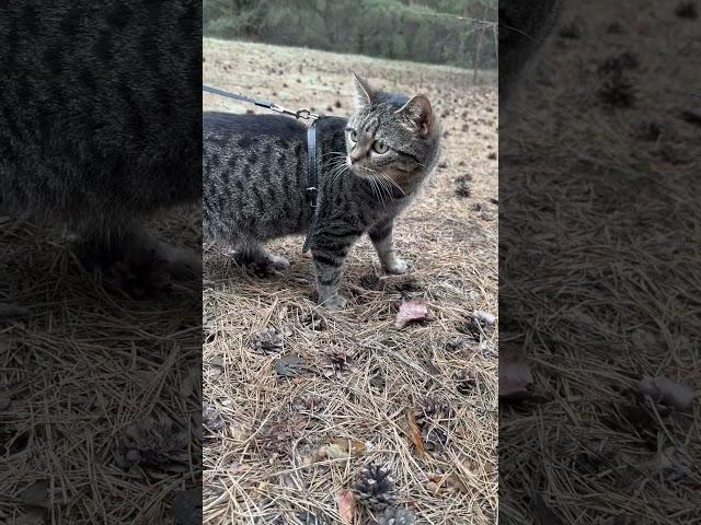 #cat #видосыоткота #прикол #прикольныекоты #юмор #веселыекоты #кот #красиваякошка #котик #моякошка