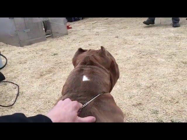 American Pocket Bully -  Working Dog - ABKC GRCH Thee Buss