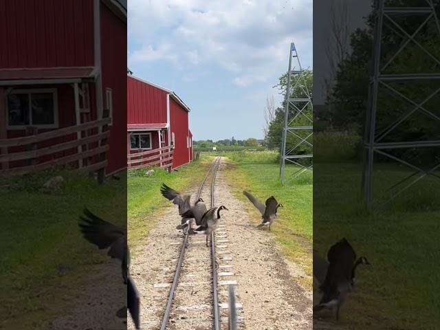 Tender ride on the 1919 at whiskey river railroad