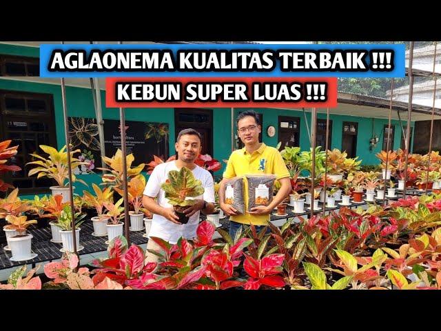 Aglaonema kualitas terbaik, banyak pilihan & promo abis !!!