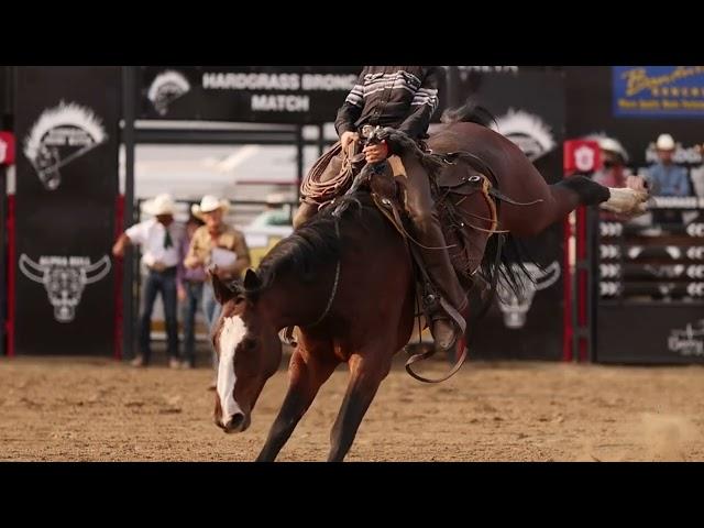 Blaze faced bay BUCKER | Hardgrass Ranch Broncs 2024