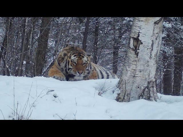 The King of Ussuri taiga and other gorgeous wild mammals of Russian reserves.