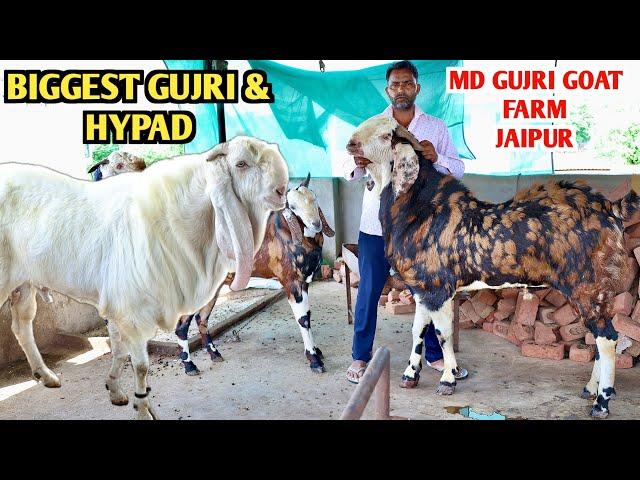 Full Big Size Ke Gujri & Hypad At MD Gujri Goat Farm Jaipur