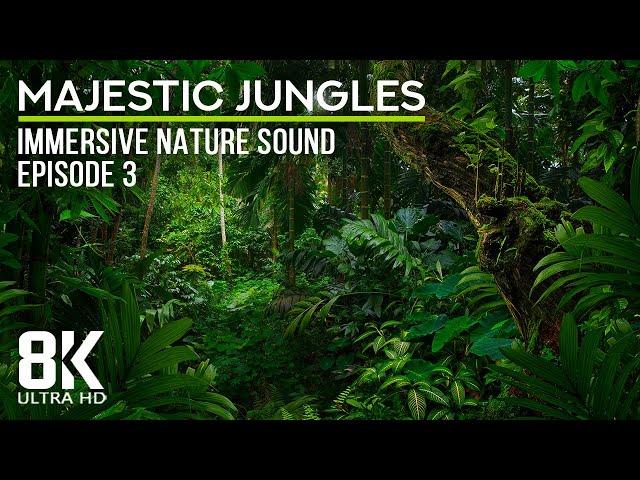 8 HRS Immersive Jungle Sounds (8K UHD) - Calming Sounds of Tropical Birds - Episode 3