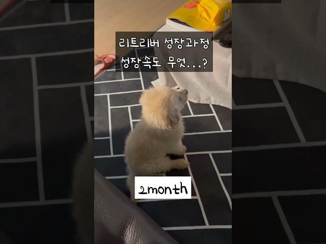 대형견 성장속도 리트리버 1년간 성장과정 / Golden Retriever Growth Process