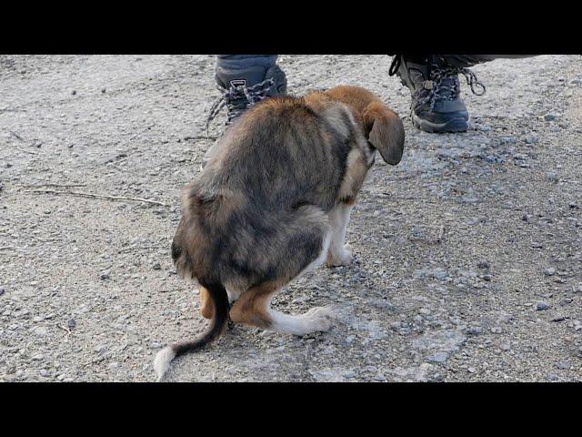 Starving Puppy | World's thinnest dog