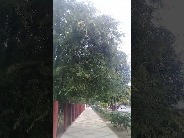 Урюпинск.Пешеходная дорожка из плитки  на улице Гагарина.8 сентября 2023г.