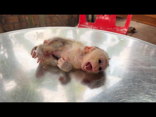 Baby Monkey Mato Super Moody On Table When Mom Step To Pick Diaper Change For Him