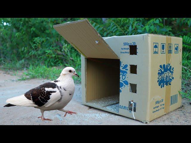 Simple Quick Pigeon Trap Make From Cardboard Box - Creative Easy Bird Trap