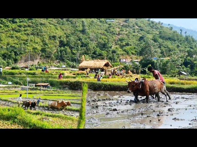 Discovering the secret of living in balance with nature in Nepal | Nepali Mountain Life | DB Limbu