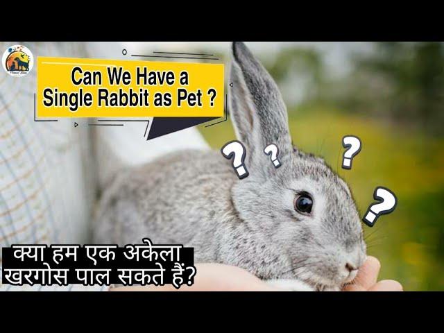 Can we have a single rabbit as pet? || क्या हम एक अकेला खरगोश पाल सकते है?