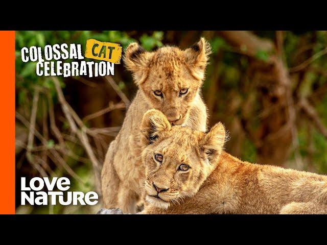 Lion Brothers: Cubs to Kings | Love Nature