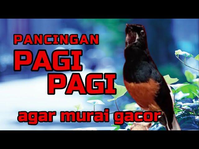 Pancingan PAGI-PAGI AGAR MURAI GACORsekali coba murai DIAM langsung bunyi