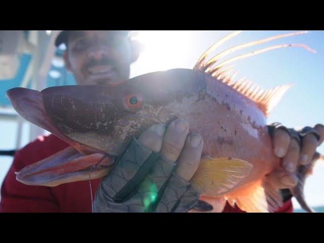 Hogfish Dogfish, Tampa Bay piggys, saltwater fishing