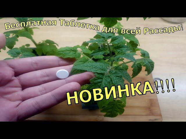 50 ЛЕТ ДЕЛАЮ ТАК  и Любая Рассада Станет Толстым Крепышом