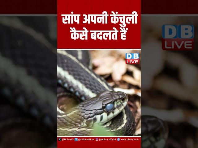 सांप अपनी केंचुली कैसे बदलते हैं ! #ytshorts #shorts #video #shortvideo #viralvideo #dblive