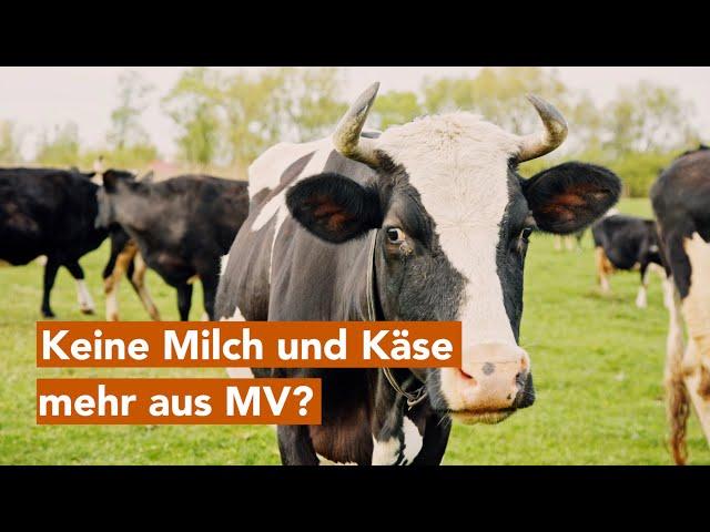 Keine Milch und Käse mehr aus MV? Käserei in Dargun kurz vor Schließung