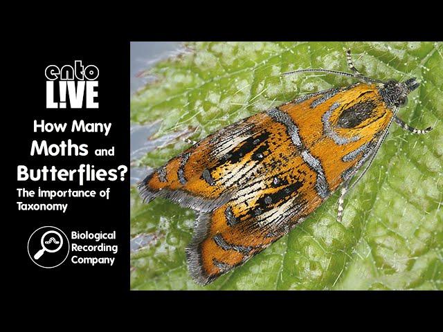 How Many Moths and Butterflies? The Importance of Taxonomy