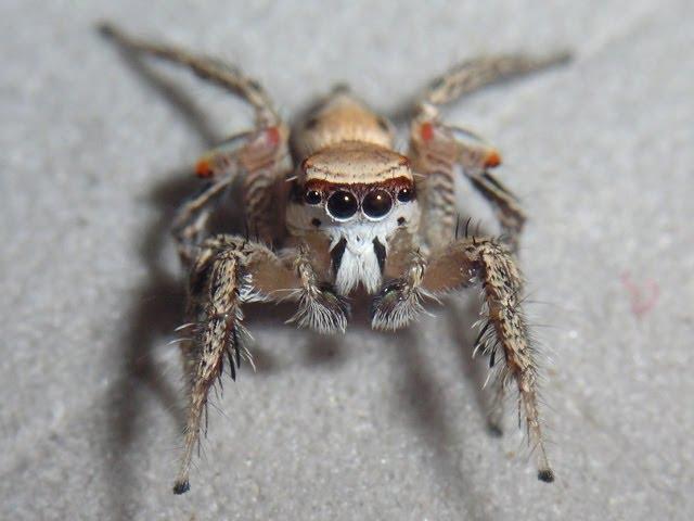Look deep into a jumping spider's spotted, moving eyes