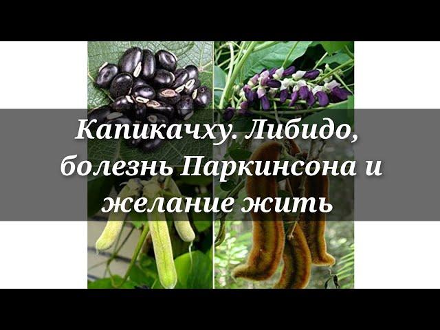 Капикачху, либидо, болезнь Паркинсона и желание жить. Мукуна жгучая.