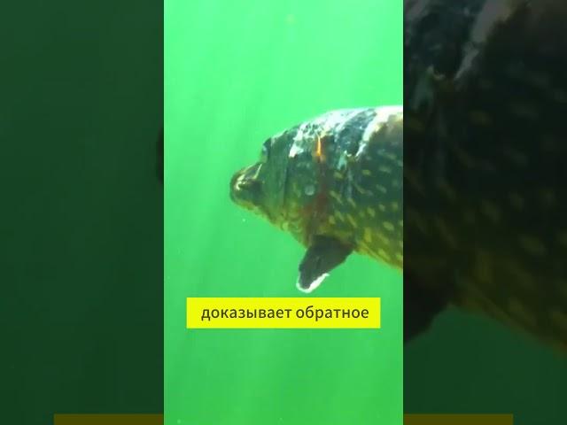 Клюет ли щука на "вялого" живца?  #рыбалка